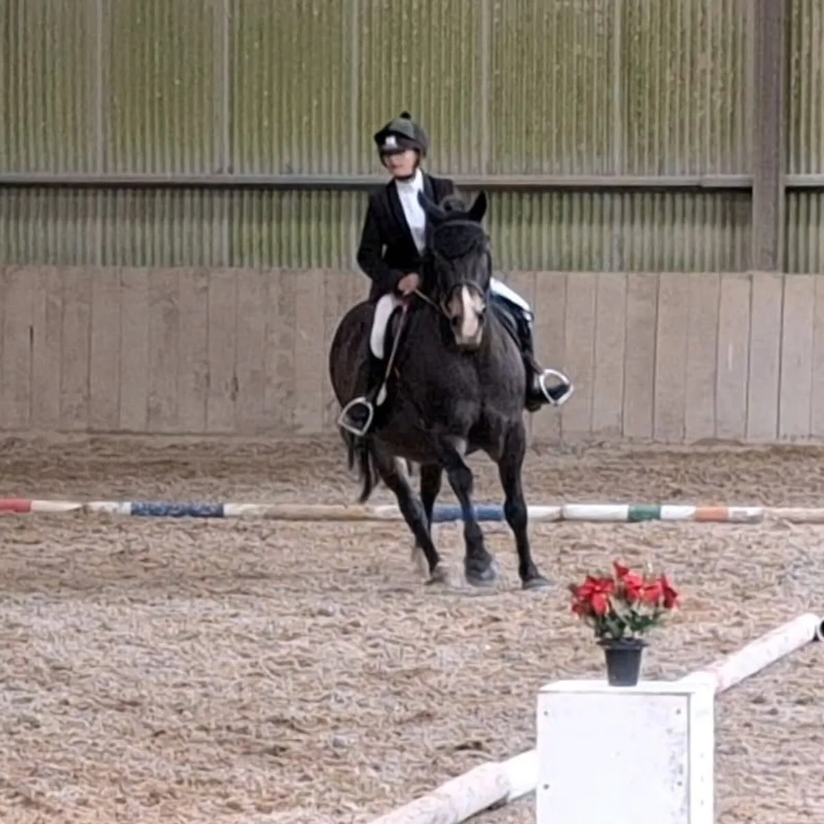 Horsemasters League - Image 4