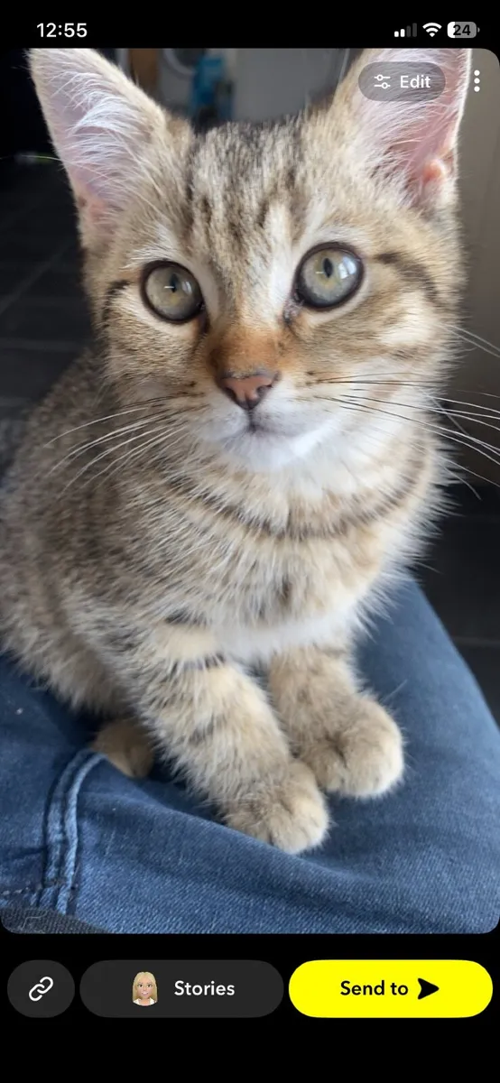 British short hair x Kittens - Image 1