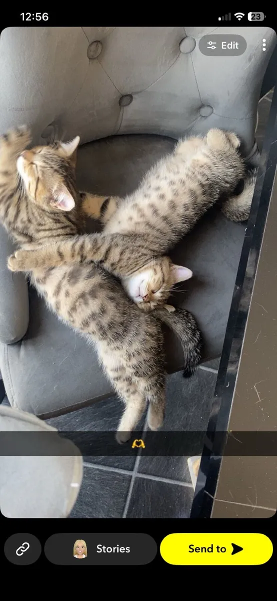 British short hair x Kittens - Image 2