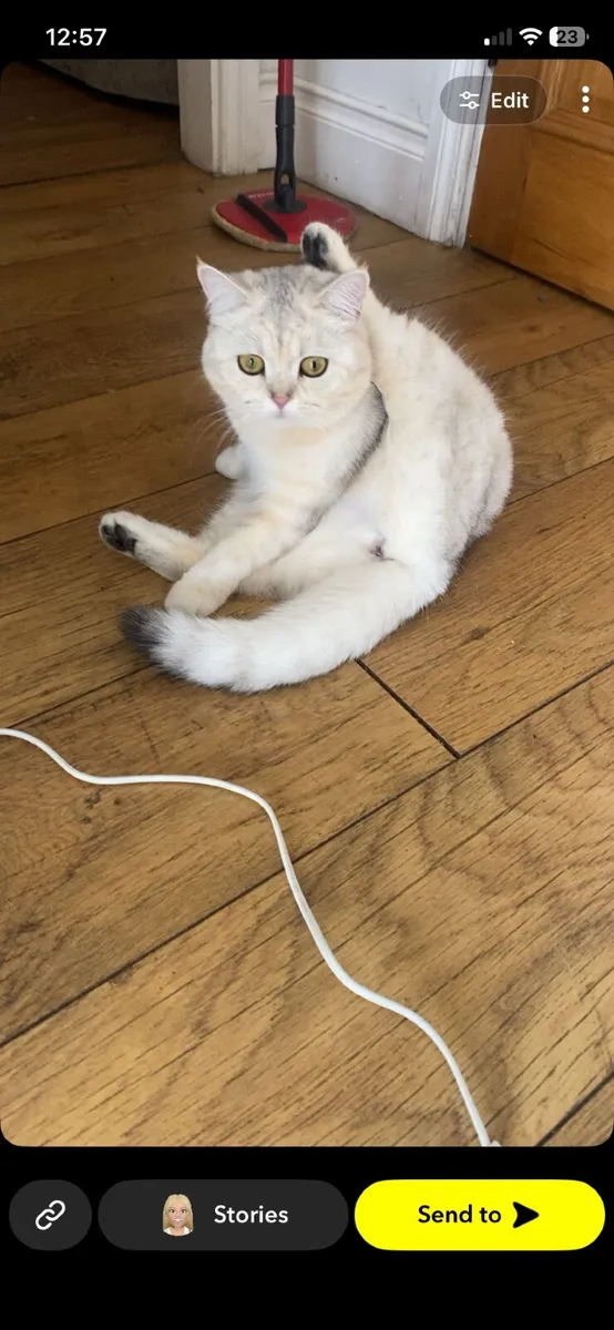 British short hair x Kittens - Image 3