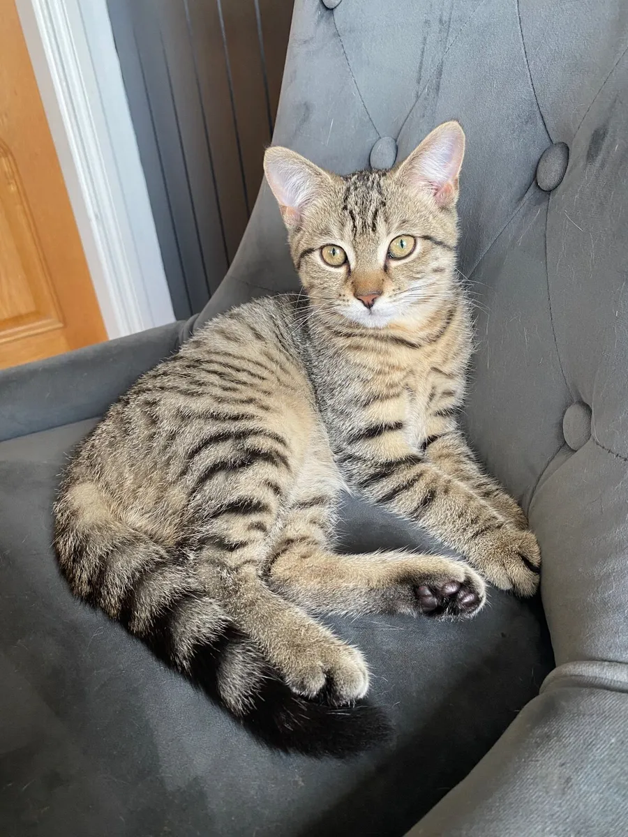 British short hair x Kittens - Image 4