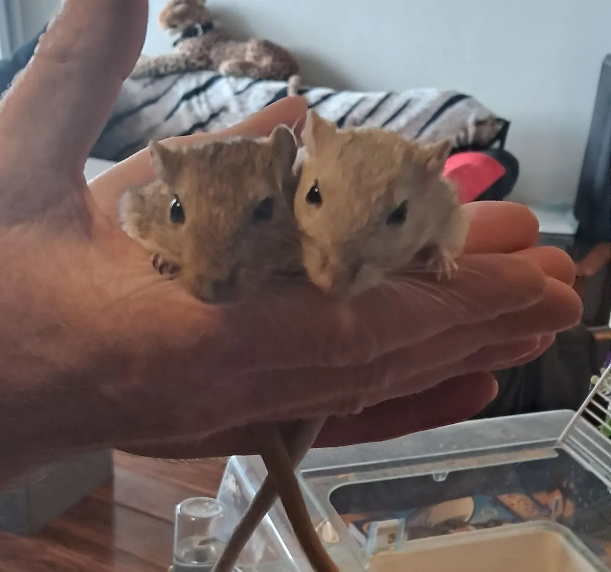 Gerbils - Image 1