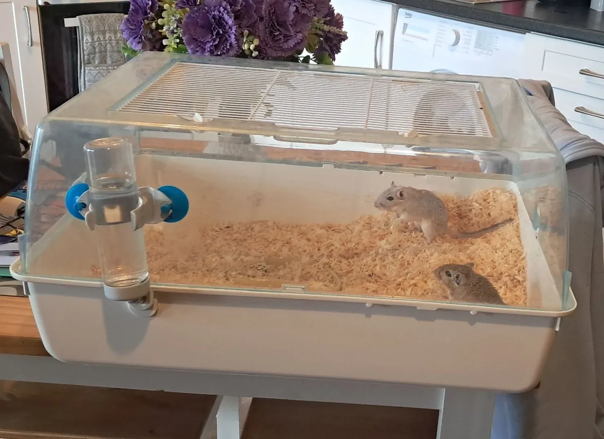 Gerbils - Image 3
