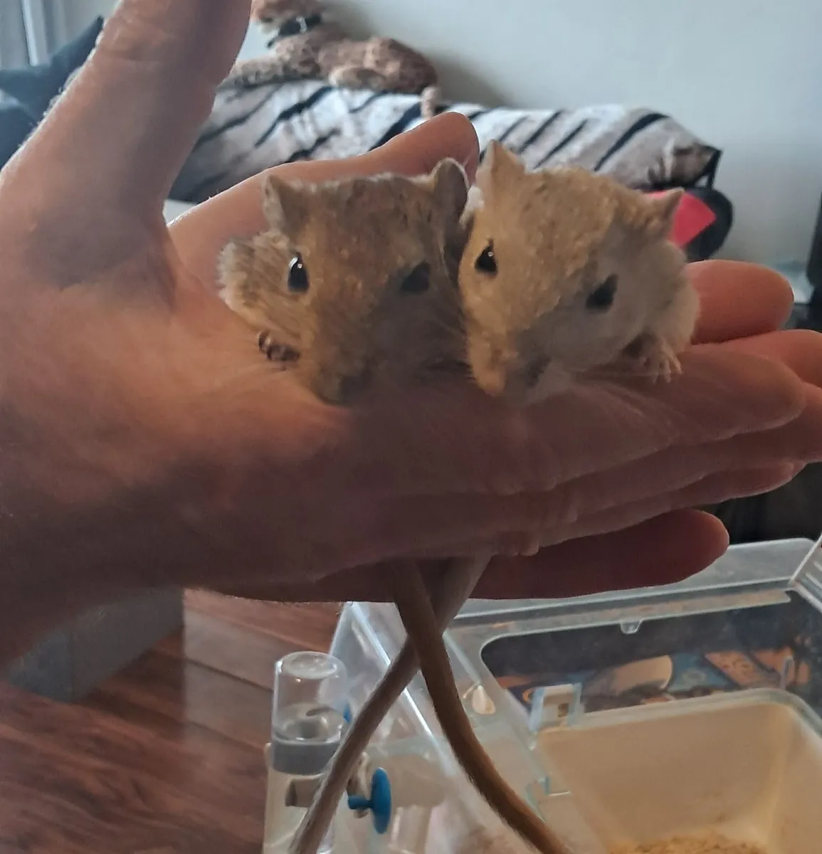 Gerbils - Image 2