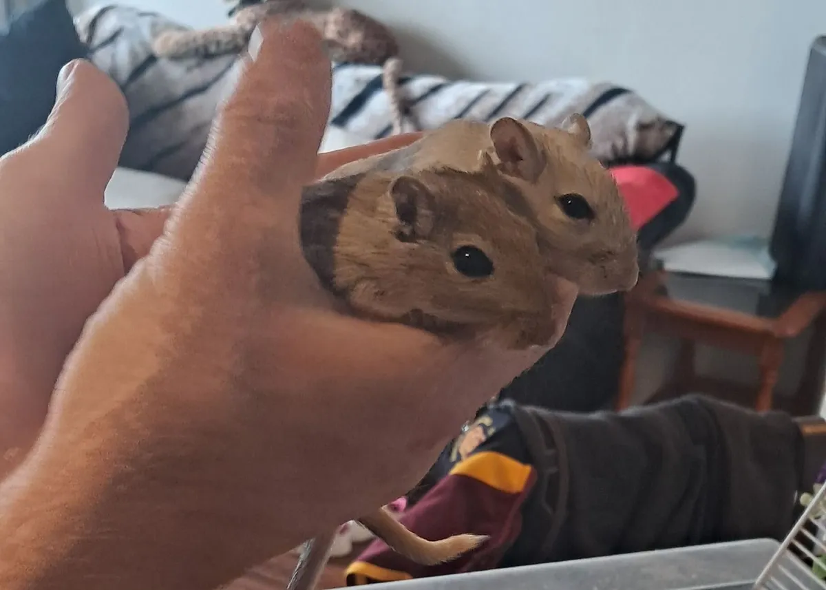 Gerbils - Image 4