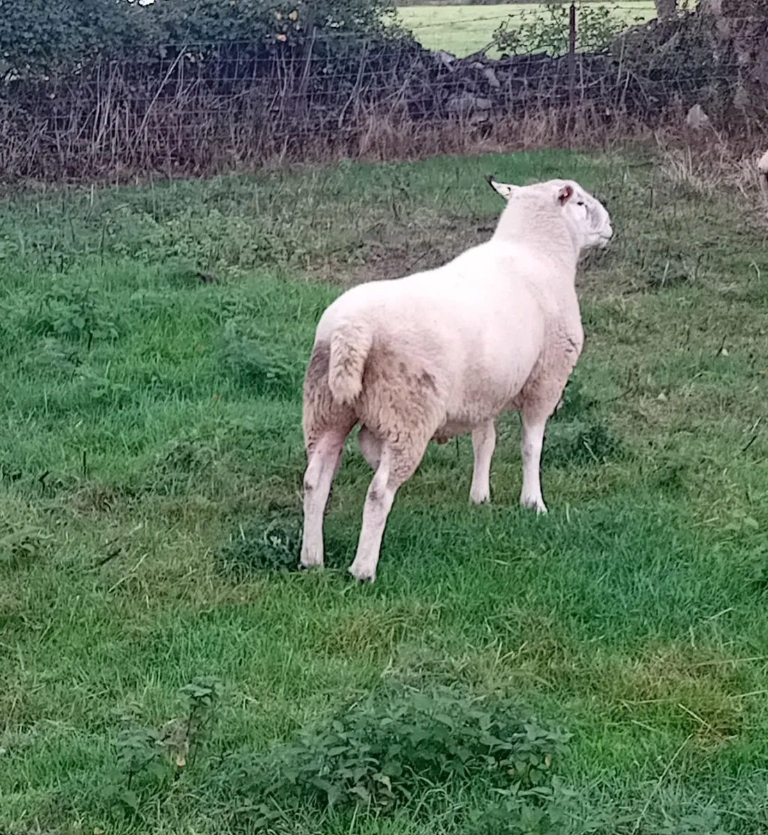 Belclare Ram - Image 2