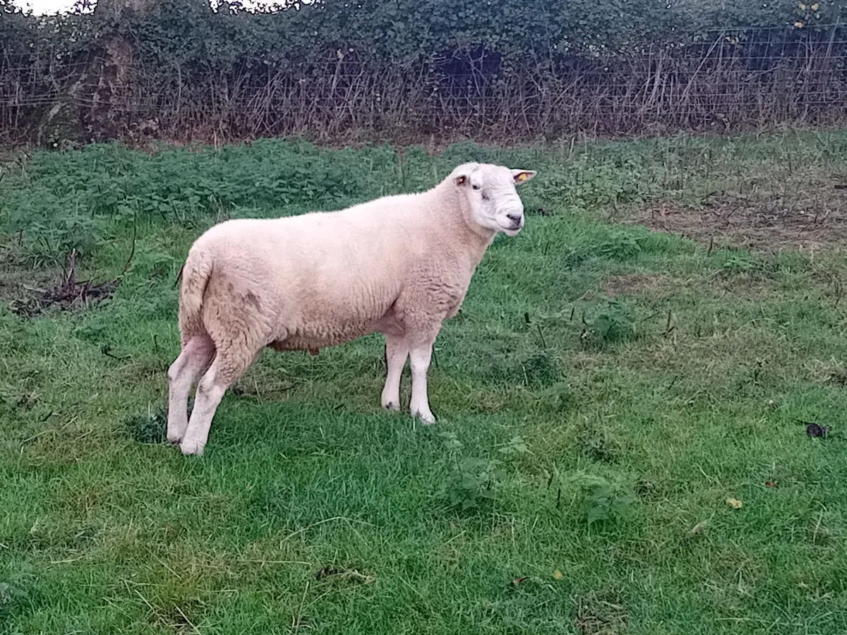 Belclare Ram - Image 3