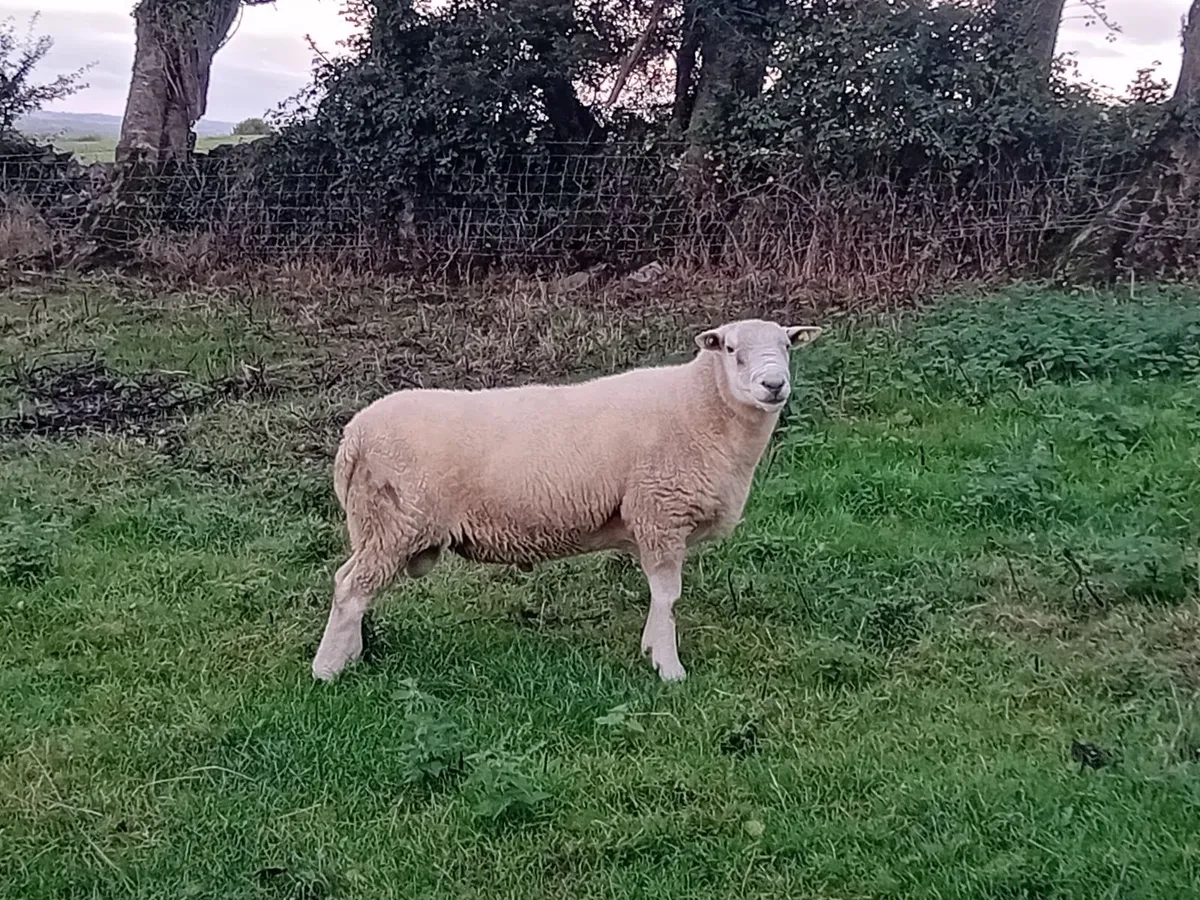 Belclare Ram - Image 4