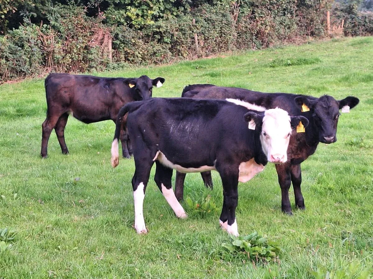 Weanlings on hold.. - Image 2