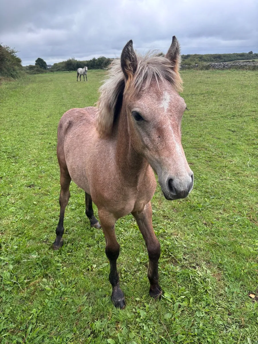 Connemara Colt Foal - Image 1
