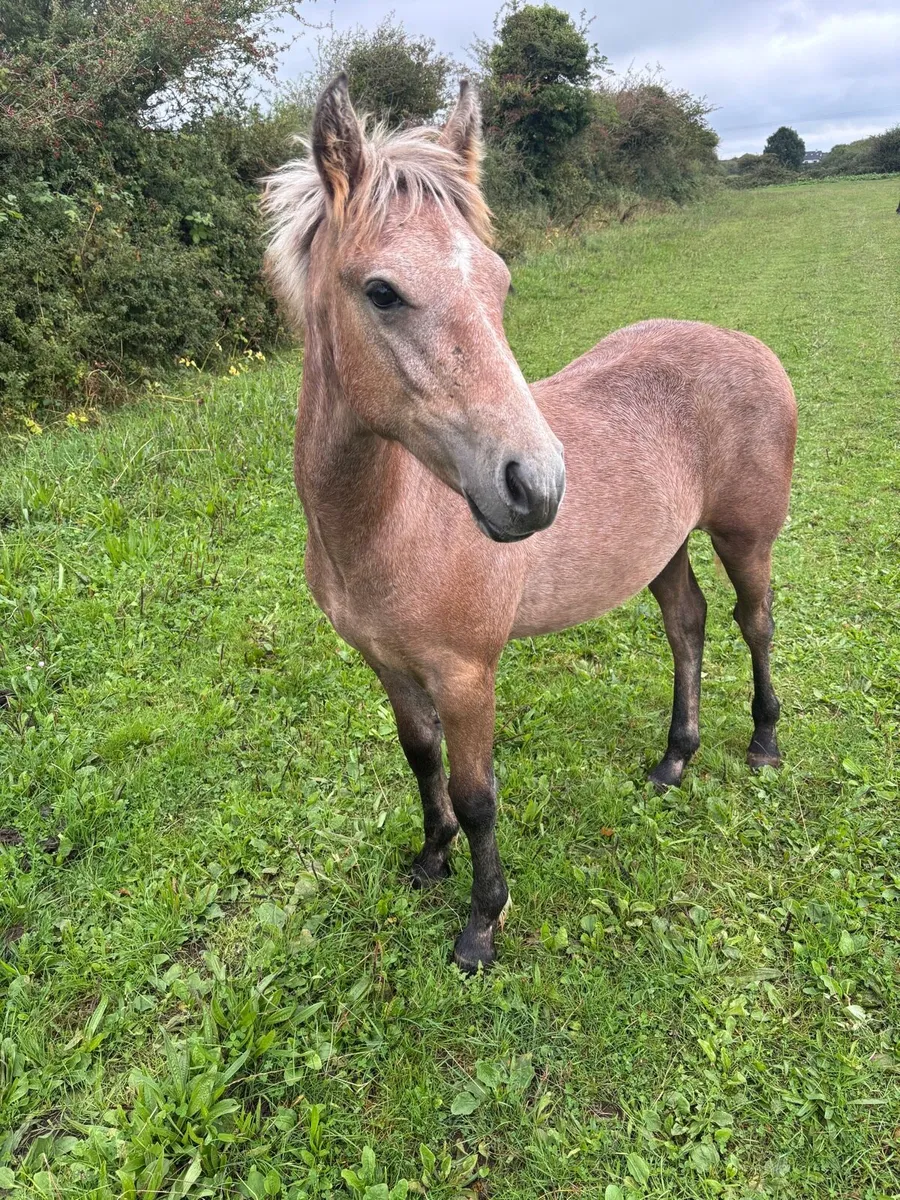 Connemara Colt Foal - Image 2
