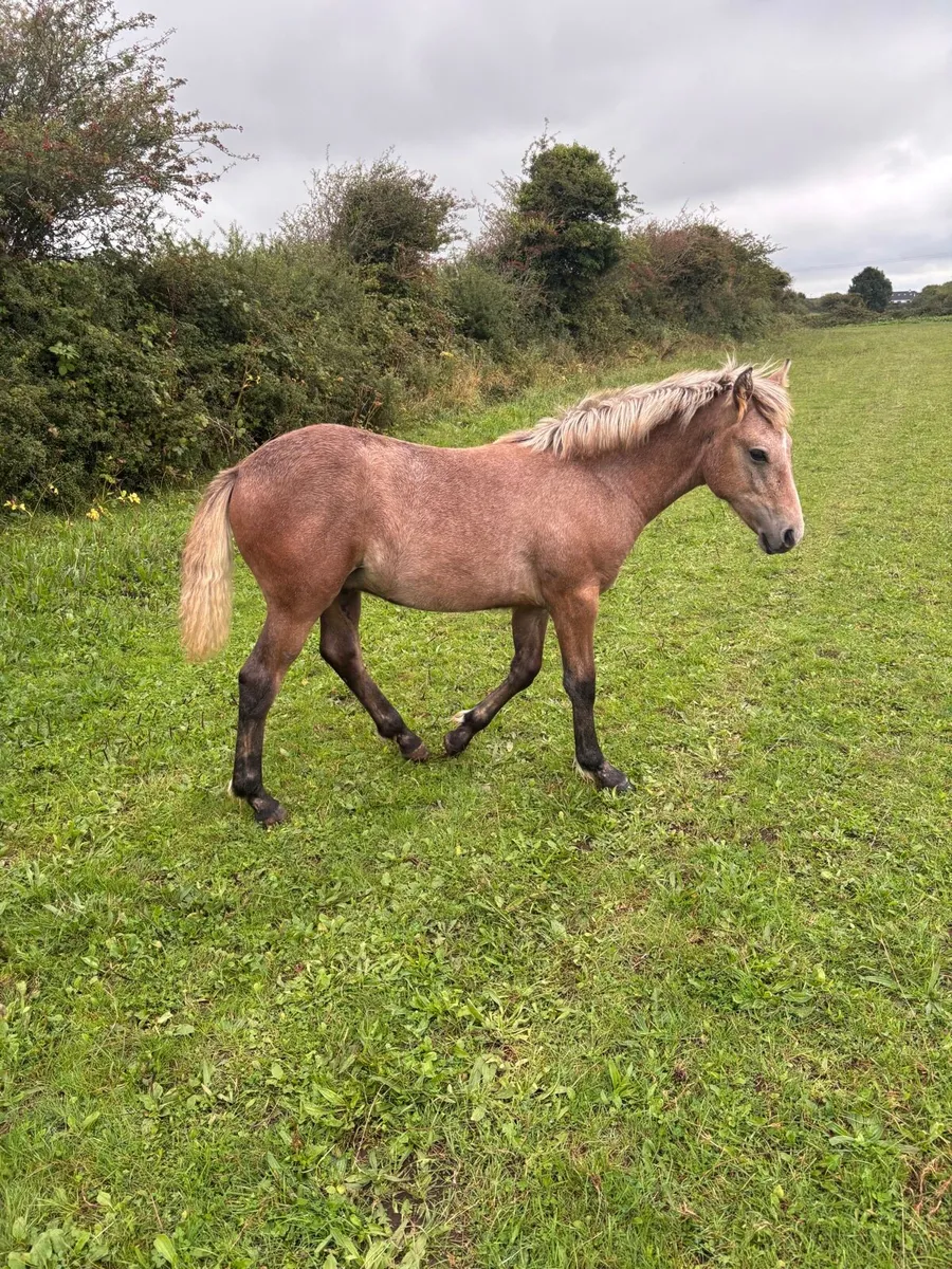 Connemara Colt Foal - Image 3