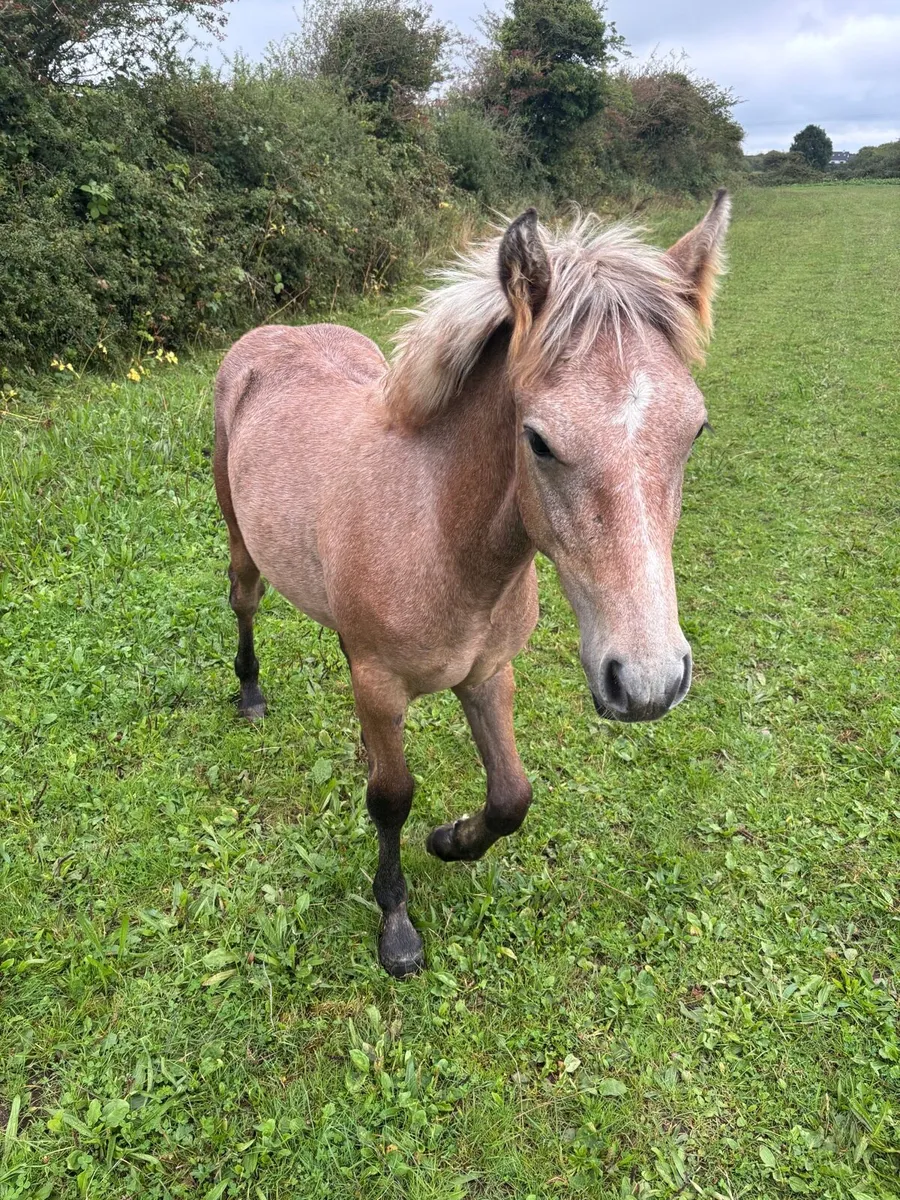 Connemara Colt Foal - Image 4