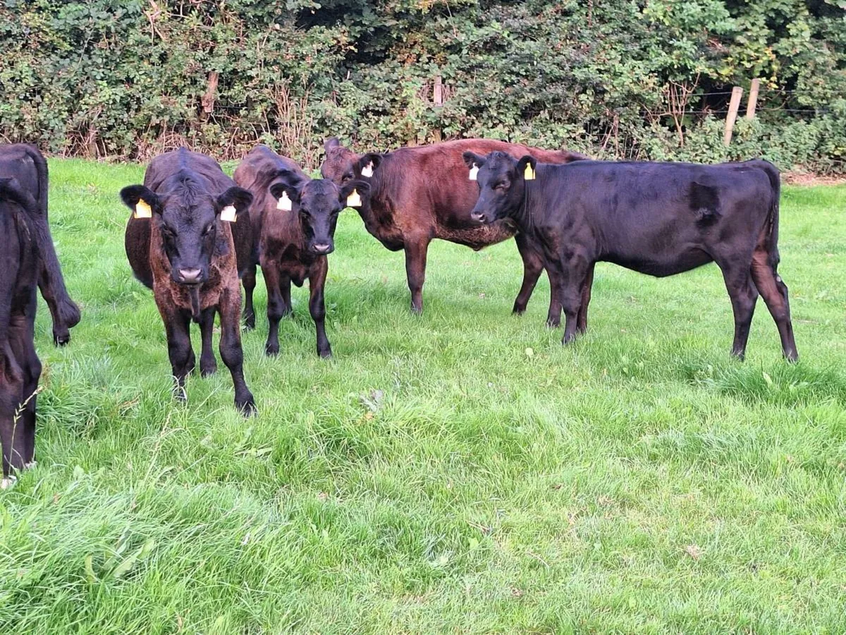 Weanlings on hold.. - Image 3