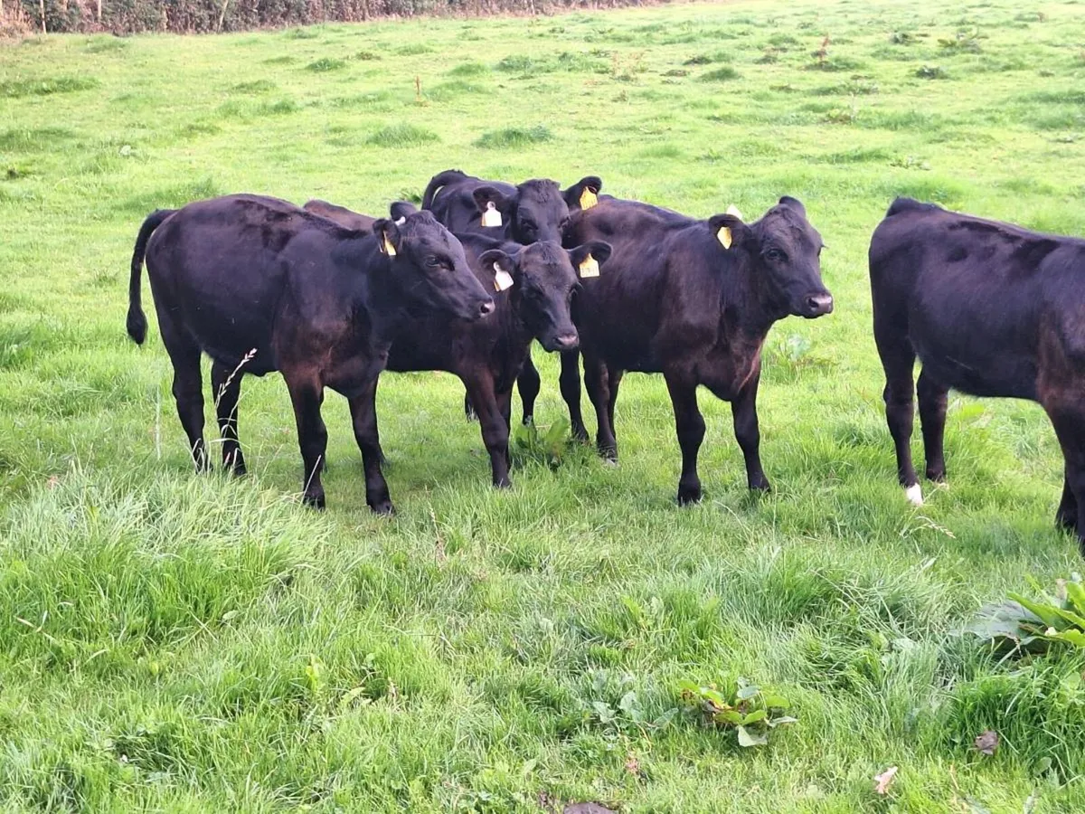 Weanlings on hold.. - Image 4