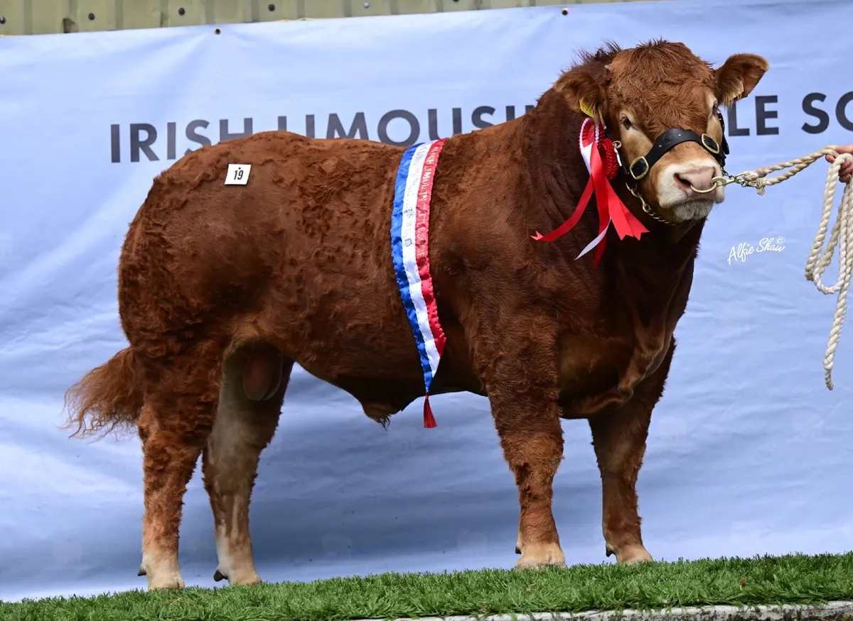 Bremore Farms - Limousin & Hereford - Image 1