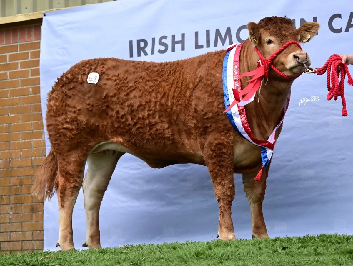 Bremore Farms - Limousin & Hereford - Image 2