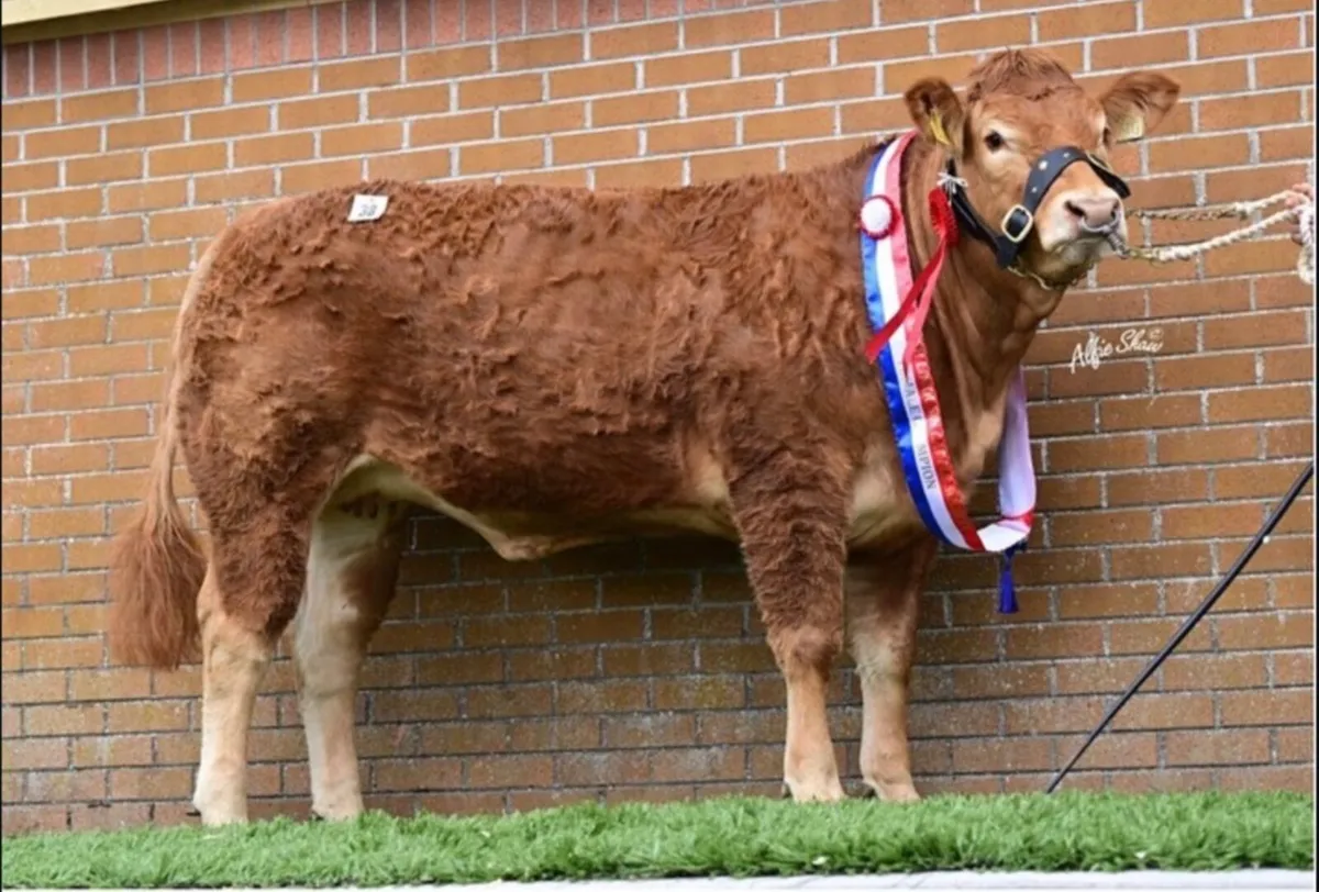 Bremore Farms - Limousin & Hereford - Image 3