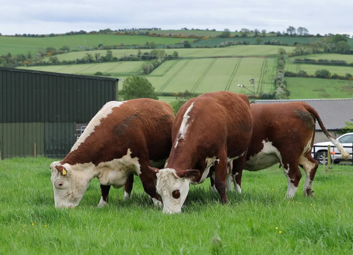 Bremore Farms - Limousin & Hereford - Image 4