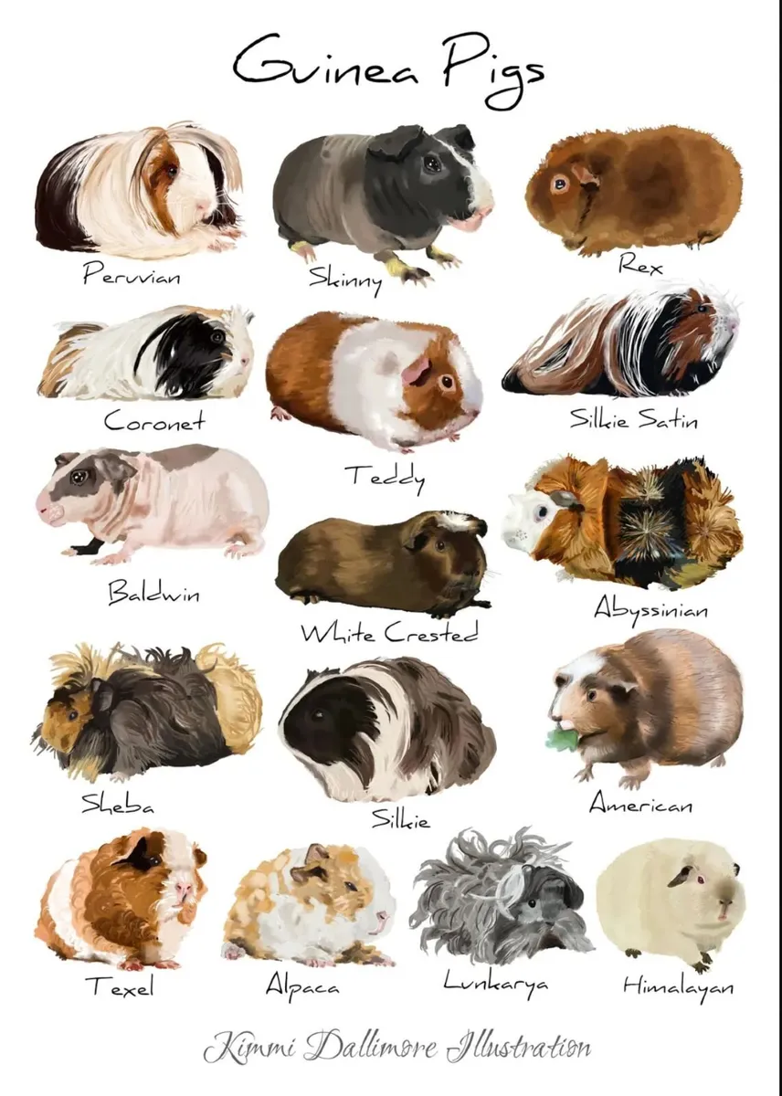 Looking for guinea pig - Image 2