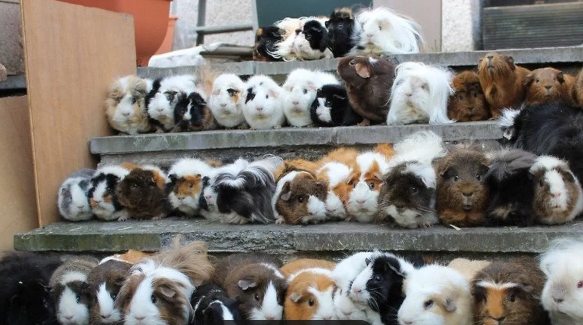 Looking for guinea pig - Image 3