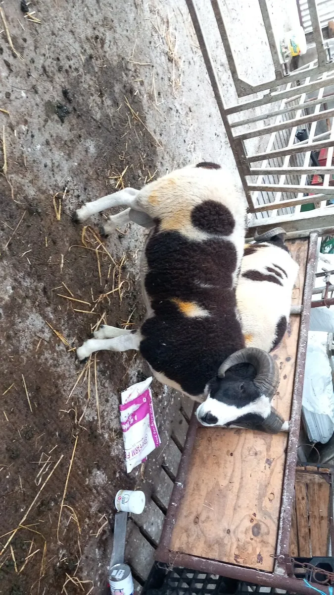 Jacob hogget rams - Image 4