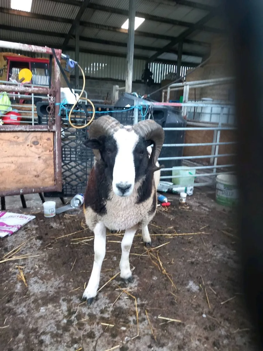 Jacob hogget rams - Image 2