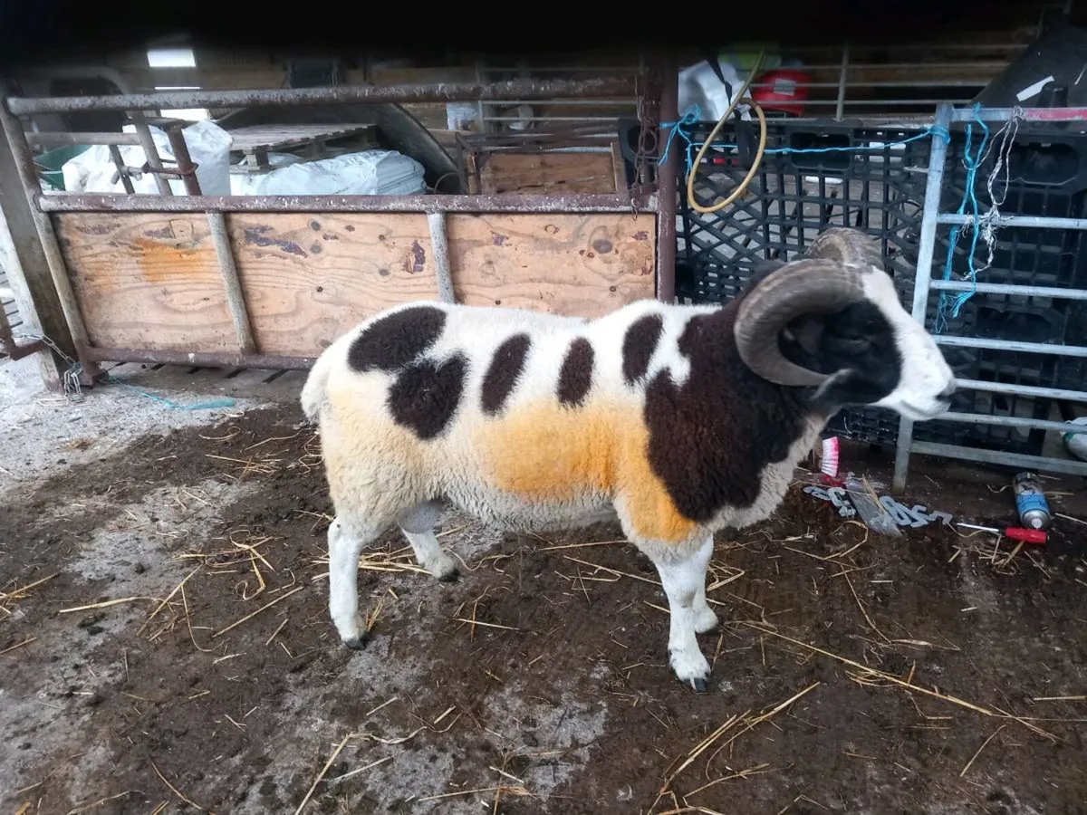 Jacob hogget rams - Image 3