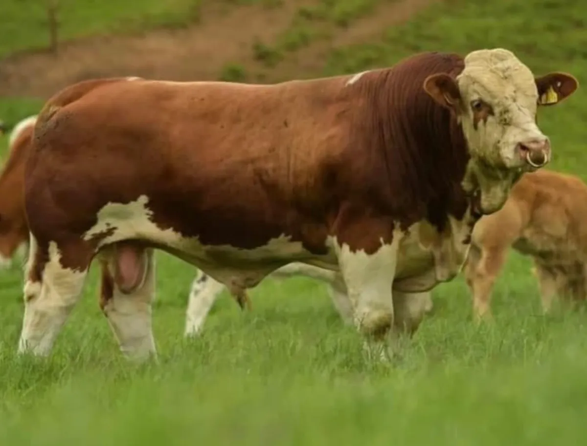 PBR Simmental Stockbull - Image 2