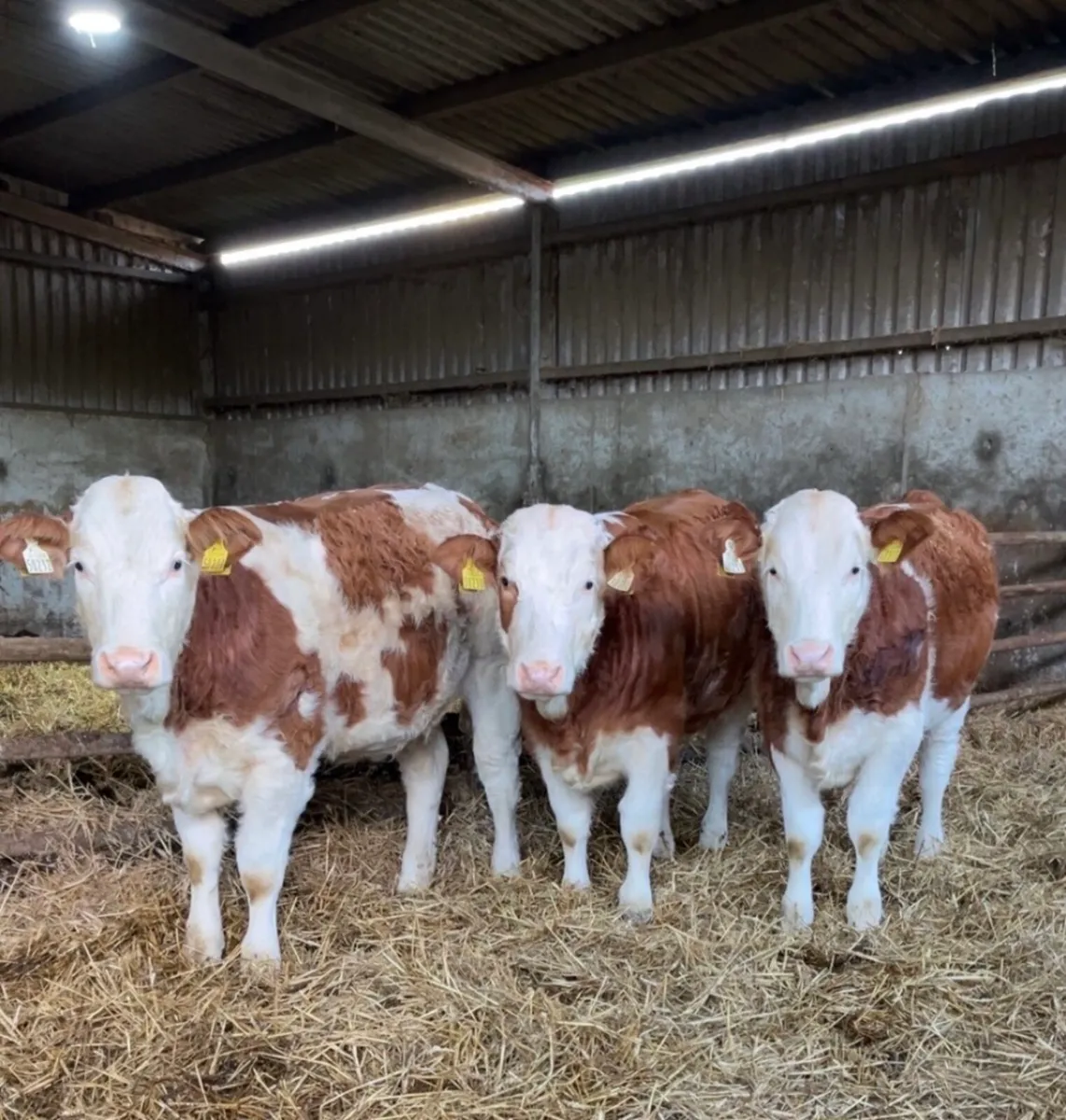 PBR Simmental Stockbull - Image 3