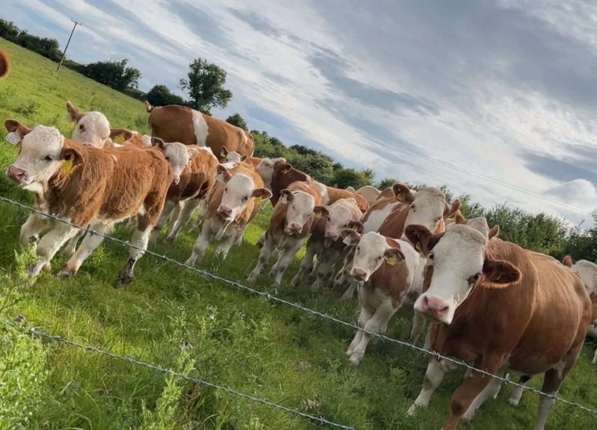 PBR Simmental Stockbull - Image 4