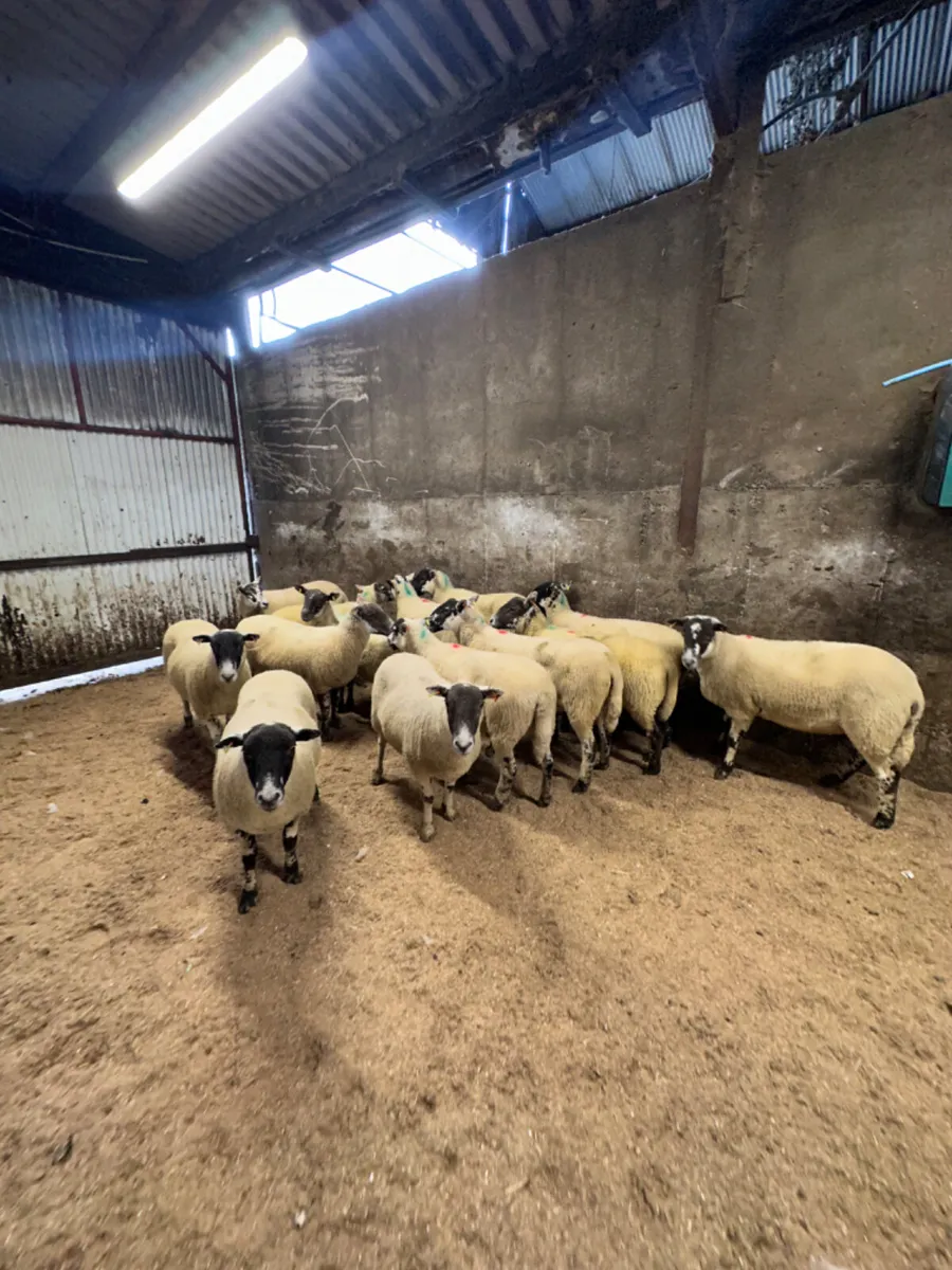 Mule hoggets - Image 3