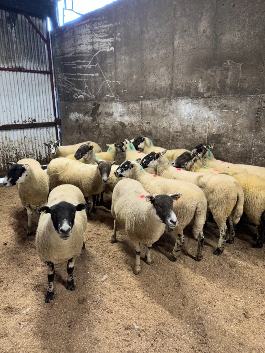Mule hoggets - Image 1