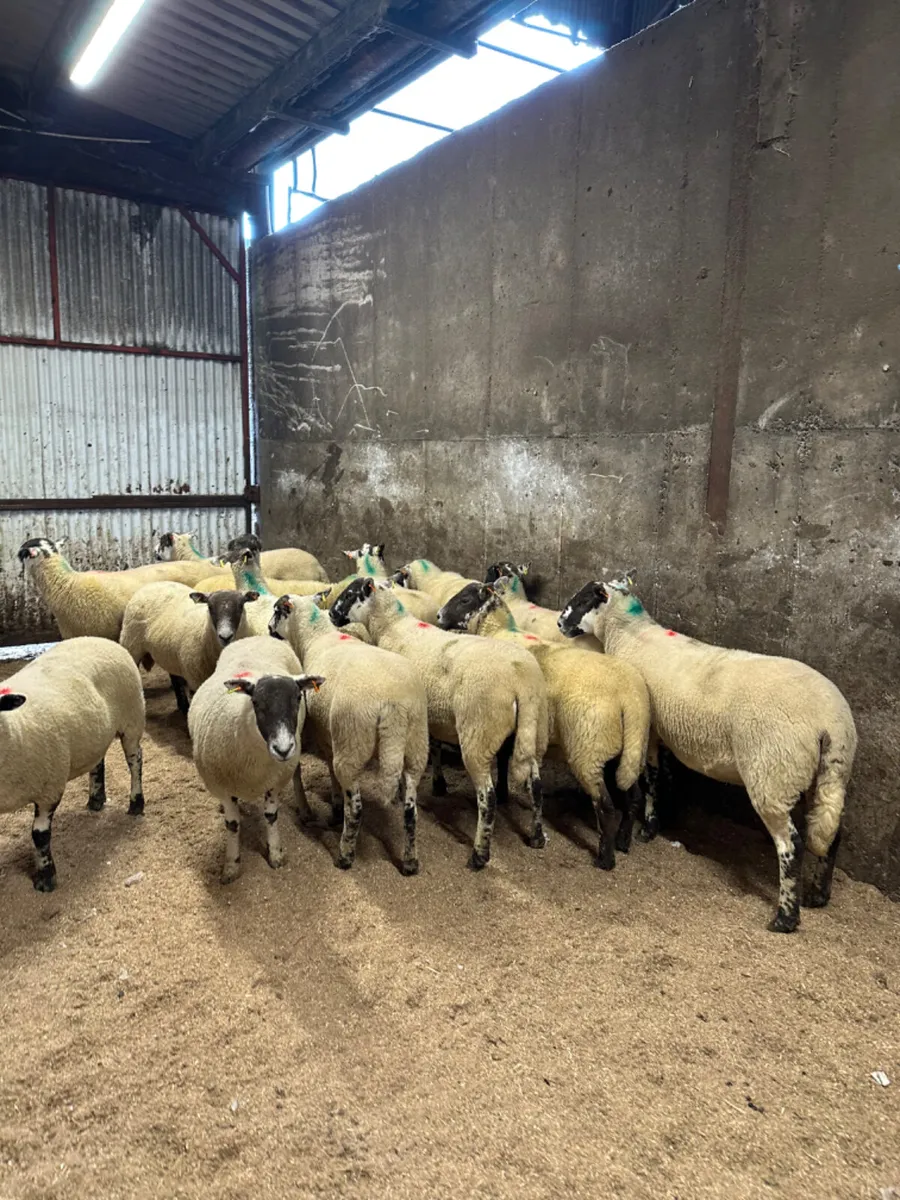 Mule hoggets - Image 4