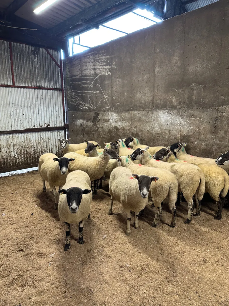 Mule hoggets - Image 2
