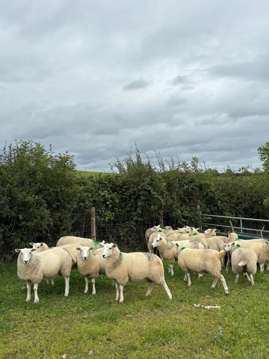 Lleyn breeding ewe lambs - Image 2