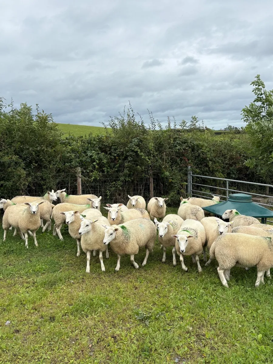 Lleyn breeding ewe lambs - Image 3