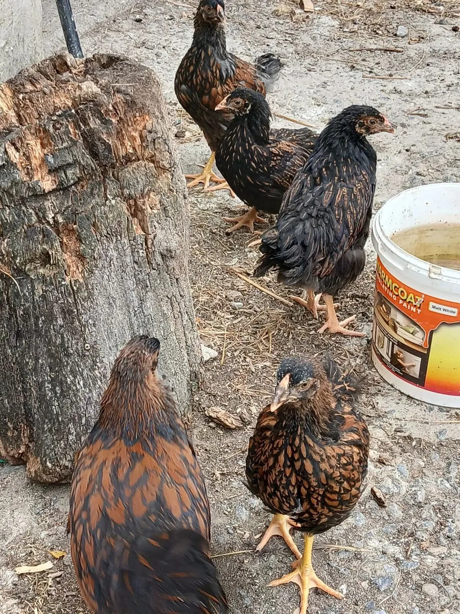 Double laced Barnevelder pullets for €25 each - Image 2