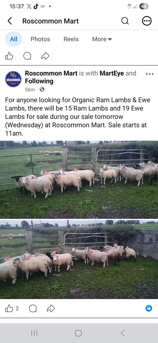 Organic ram lambs amd ewe lambs - Image 1