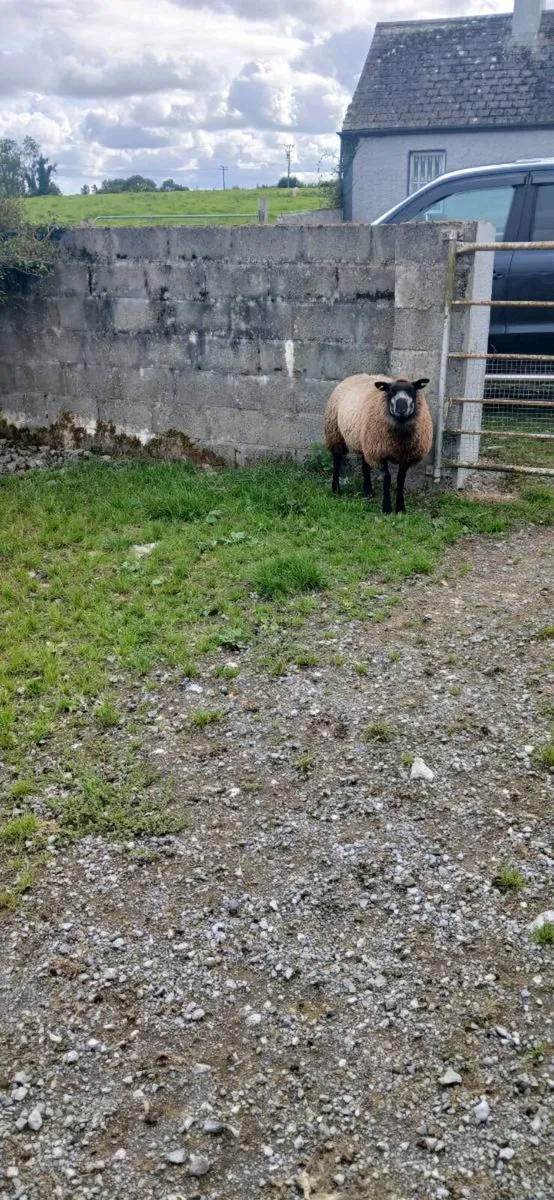Organic ram lambs amd ewe lambs - Image 2