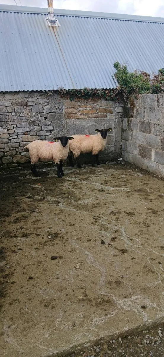 Organic ram lambs amd ewe lambs - Image 3