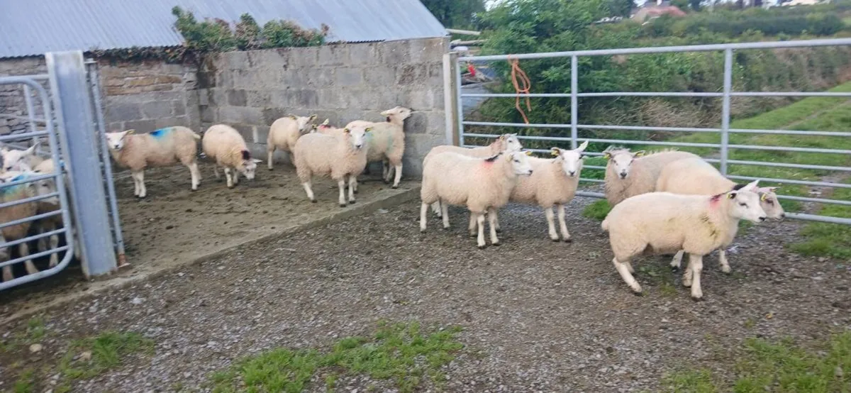 Organic ram lambs amd ewe lambs - Image 4