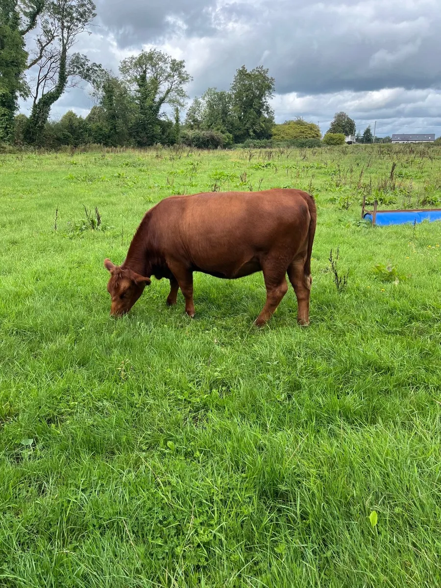 Pbr red Angus heifer - Image 1