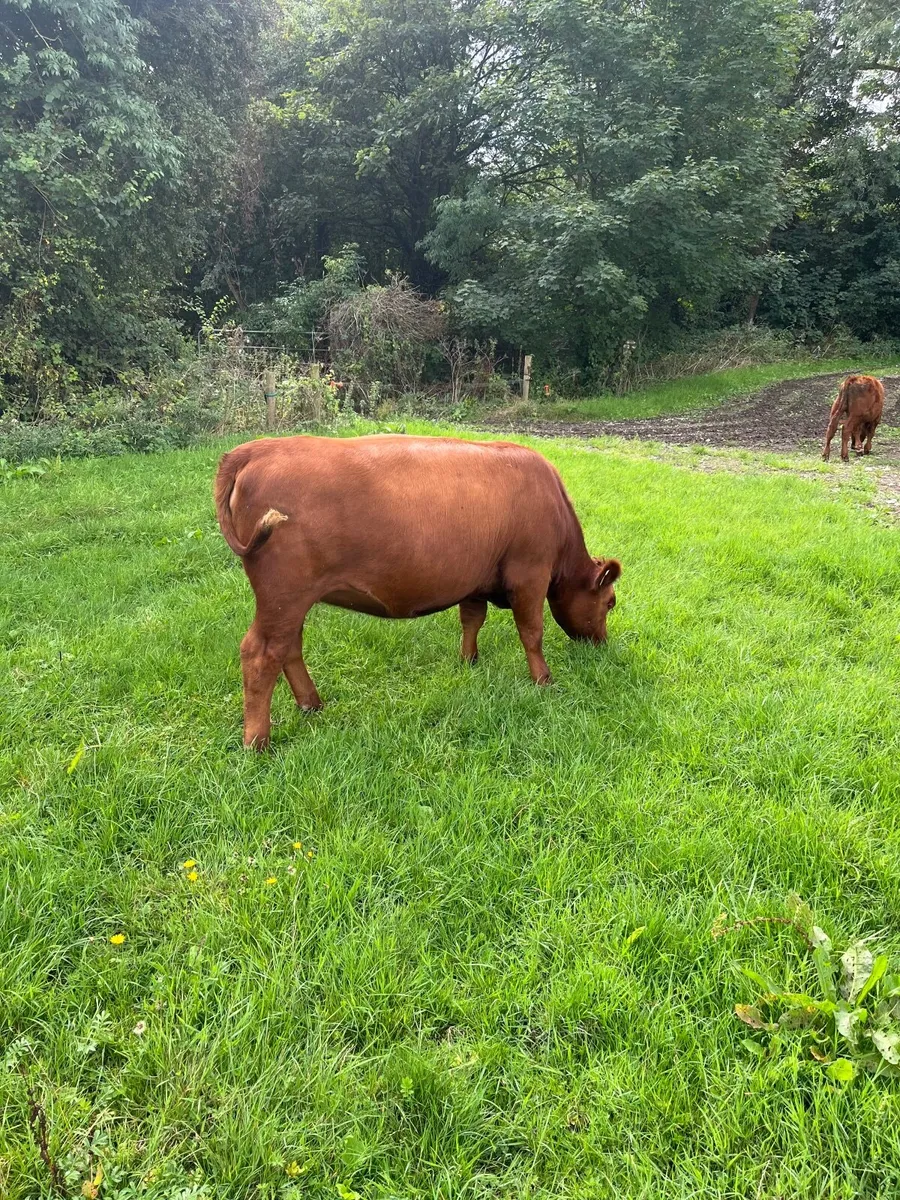 Pbr red Angus heifer - Image 2