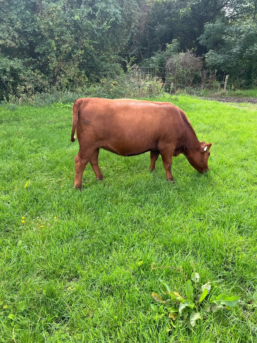 Pbr red Angus heifer - Image 3