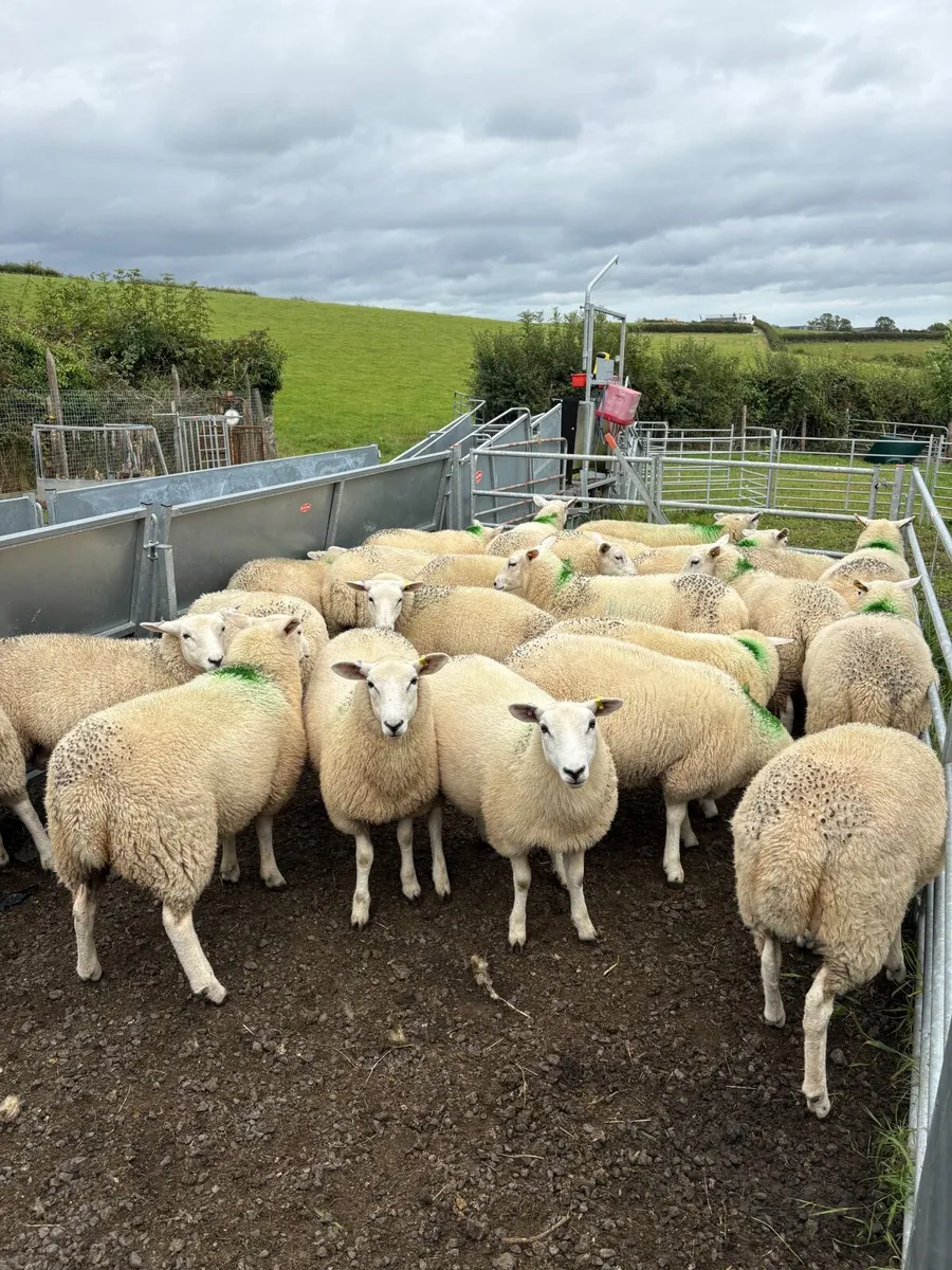 Lleyn breeding ewe lambs - Image 1