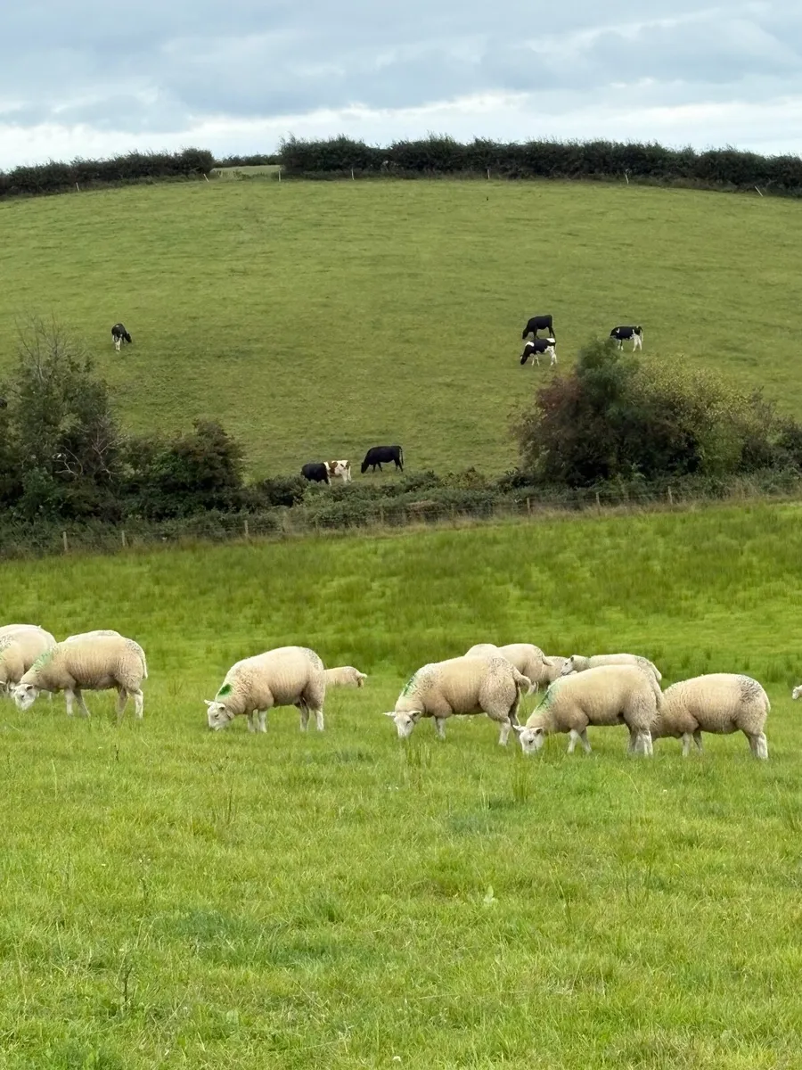 Lleyn breeding ewe lambs - Image 4