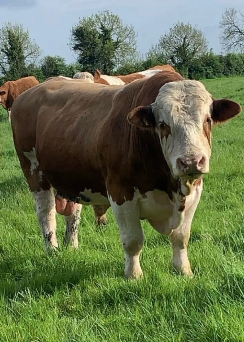 PBR Simmental Stockbull - Image 1