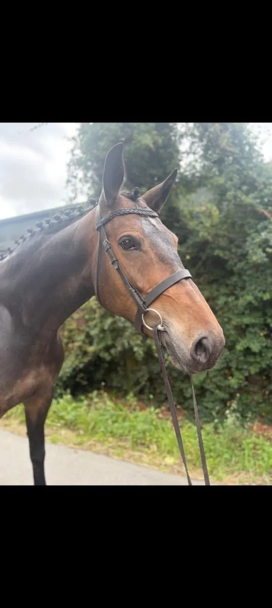 HHS cornet 7 year old all rounder - Image 2