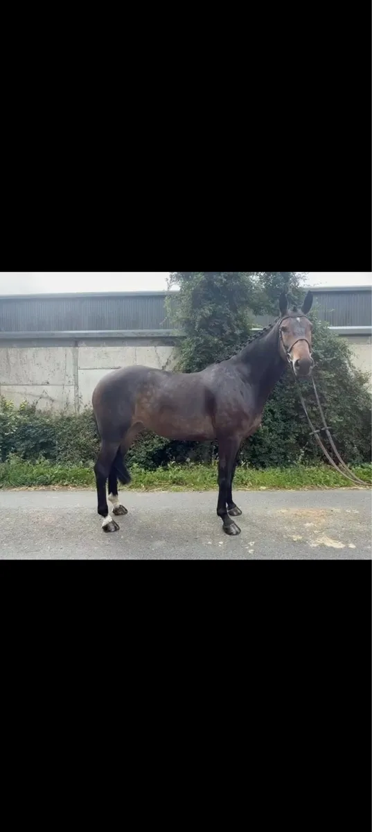 HHS cornet 7 year old all rounder - Image 3